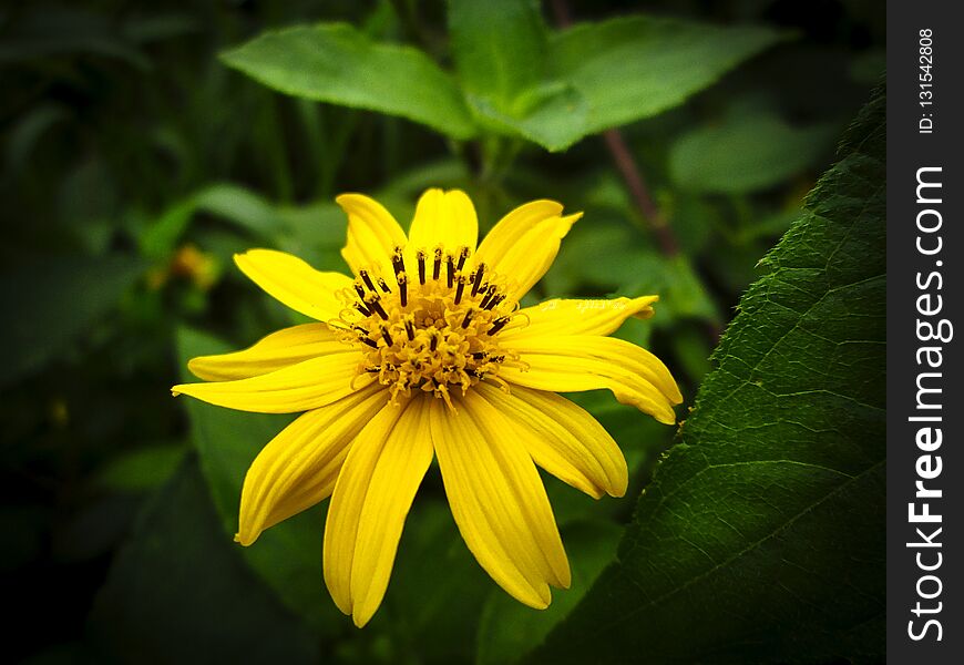 Blooming Wild Flower