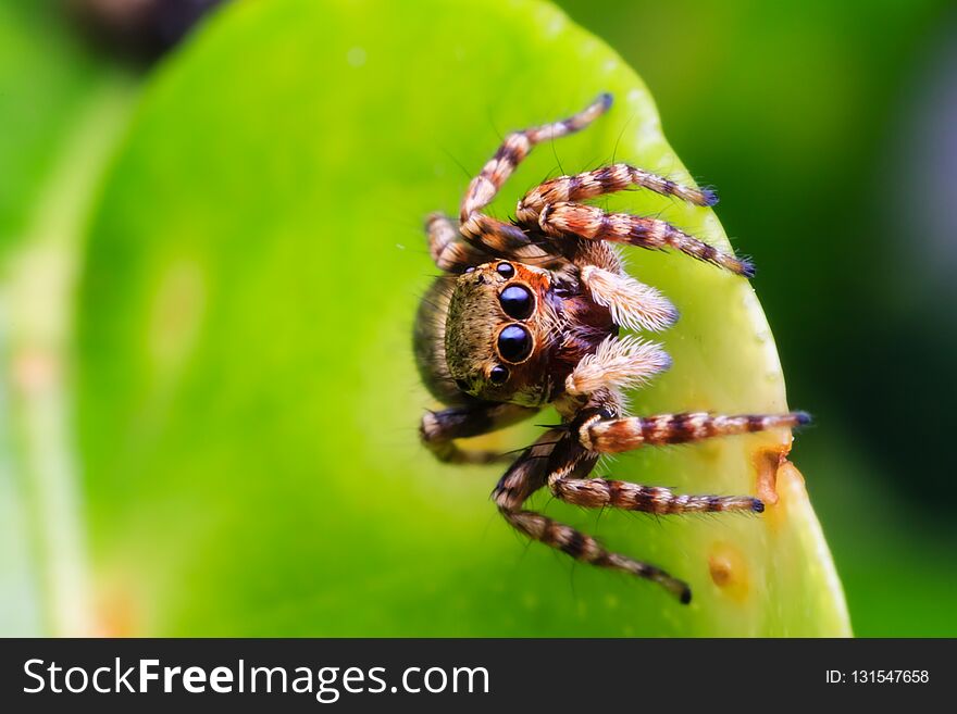 Closeup view of spider in nature