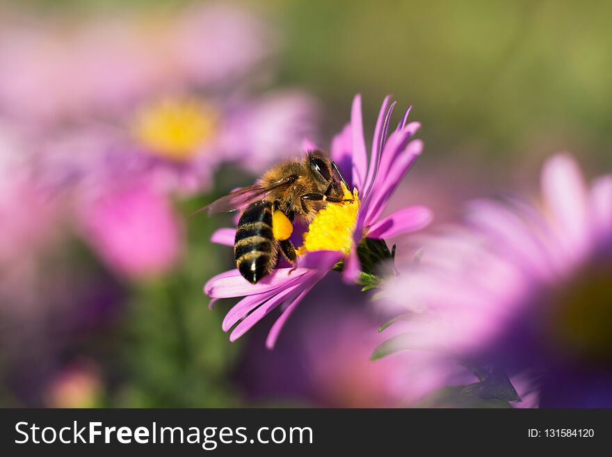 Bee on a flower gather nectar close up macro