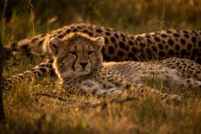 Close-up Of Backlit Cheetah Cub With Mother Stock Photos