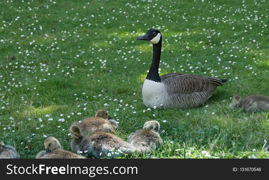 Bird, Ecosystem, Fauna, Goose