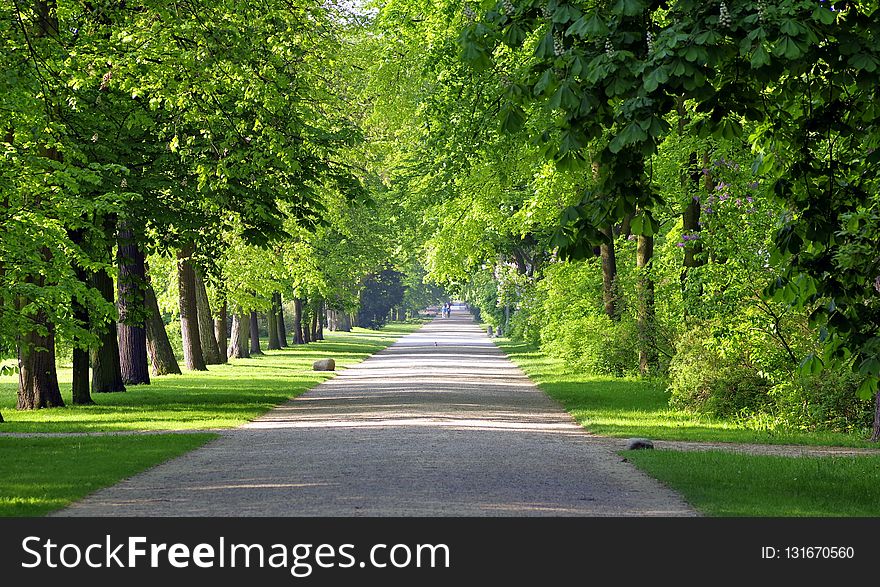 Path, Road, Nature, Tree