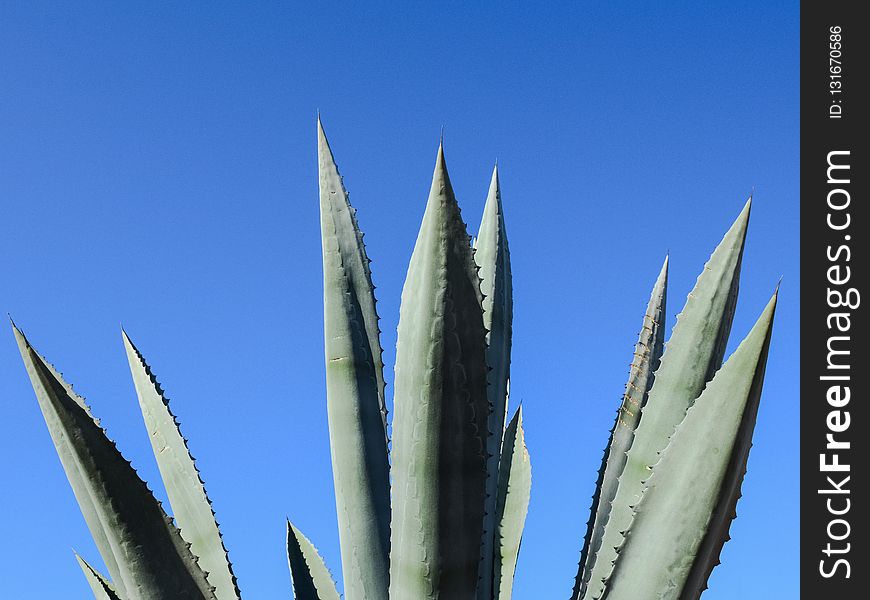 Sky, Plant, Agave Azul, Agave