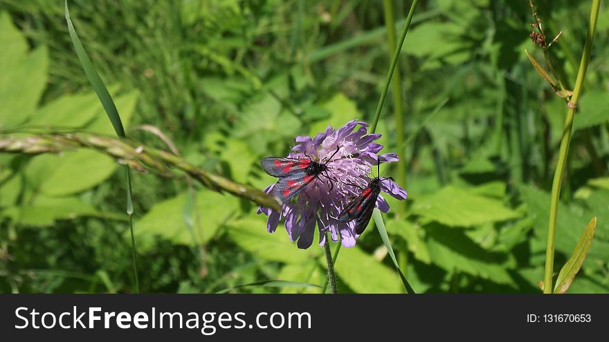 Flower, Plant, Flora, Grass