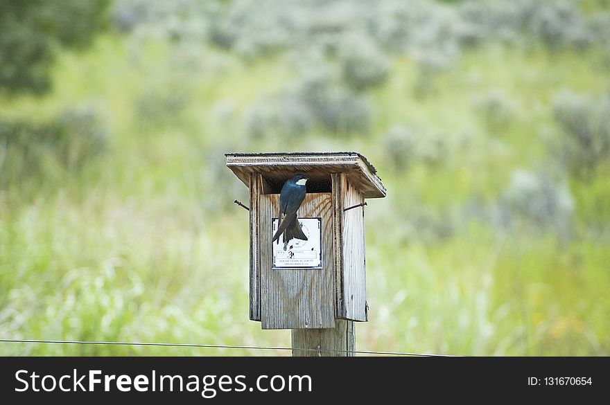 Bird, Grass, Birdhouse, Tree
