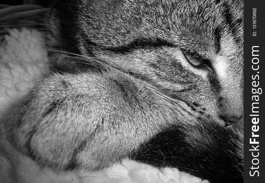 Cat, Whiskers, Face, Black And White