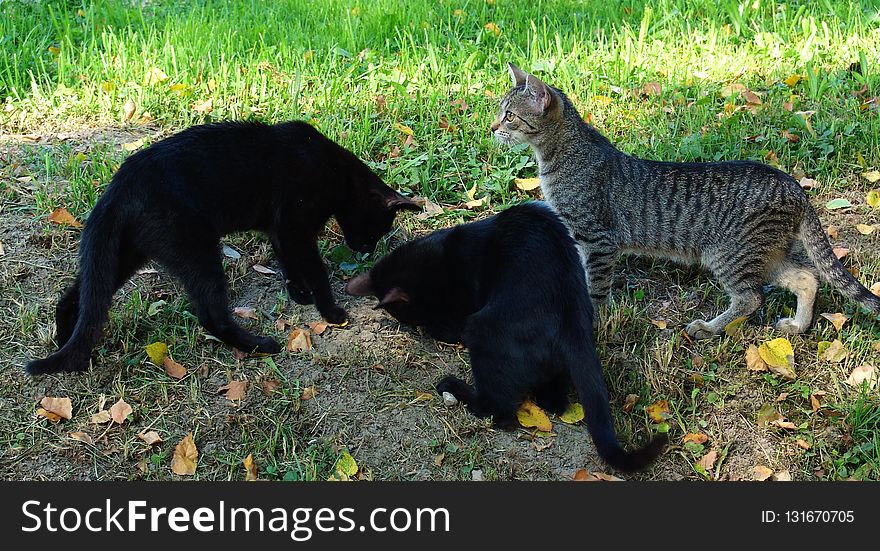 Cat, Fauna, Small To Medium Sized Cats, Grass