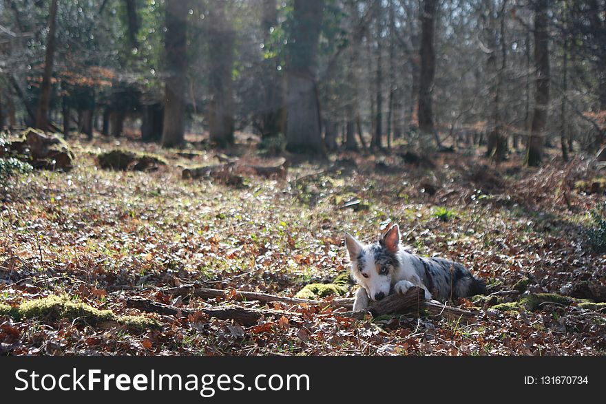 Woodland, Ecosystem, Wildlife, Forest