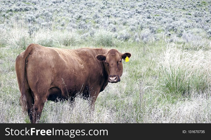 Cattle Like Mammal, Grassland, Pasture, Grazing