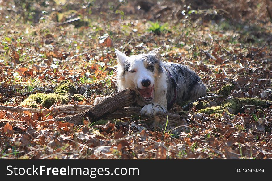 Dog, Dog Breed, Dog Like Mammal, Leaf