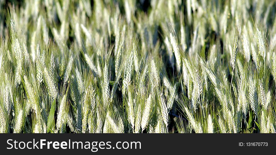 Grass Family, Grass, Food Grain, Field