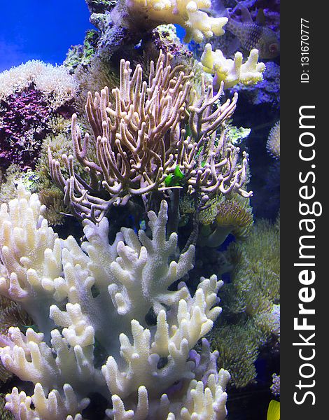 Coral Reef, Coral, Reef, Stony Coral