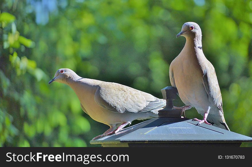 Bird, Pigeons And Doves, Fauna, Beak