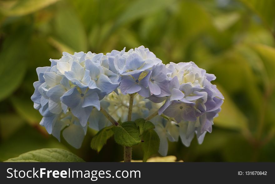Blue, Flower, Plant, Hydrangea