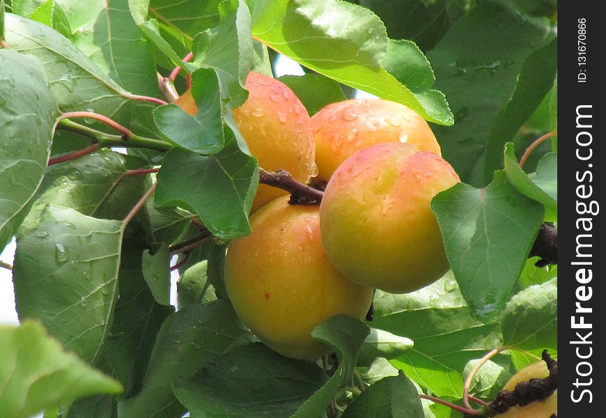 Fruit, Fruit Tree, Natural Foods, Local Food