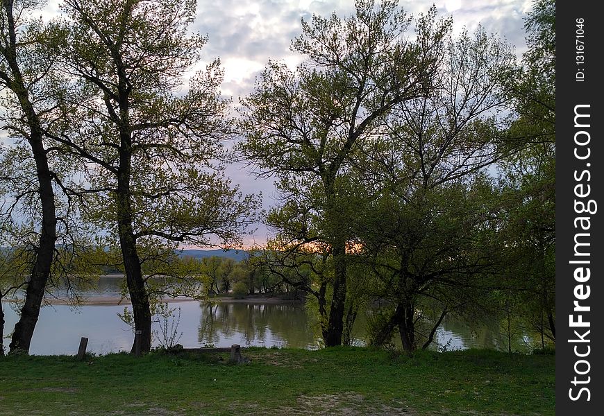 Water, Nature, Reflection, Tree