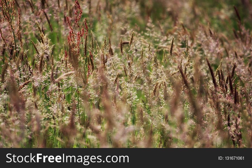 Vegetation, Grass, Plant, Ecosystem