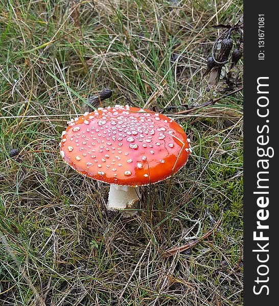 Mushroom, Fungus, Agaric, Edible Mushroom