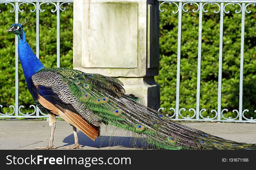 Peafowl, Fauna, Bird, Galliformes