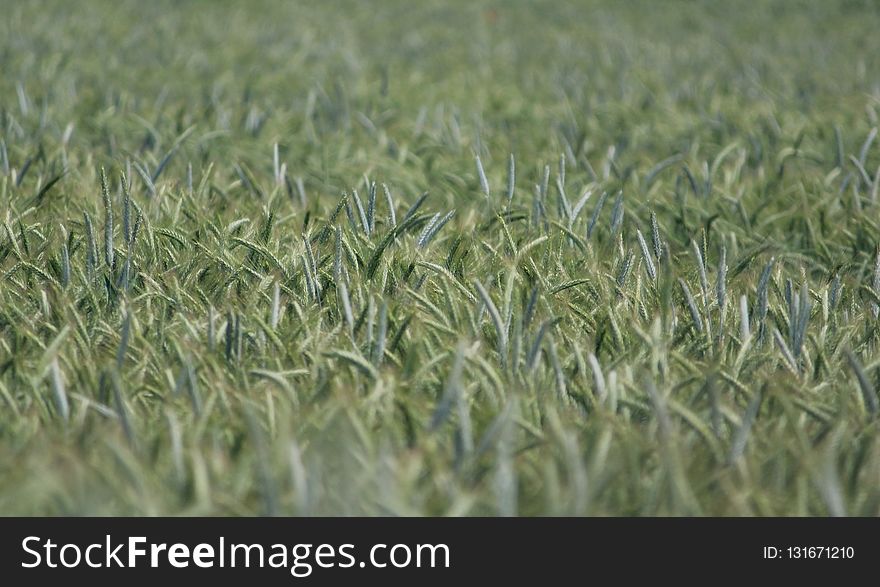 Crop, Triticale, Grass, Field