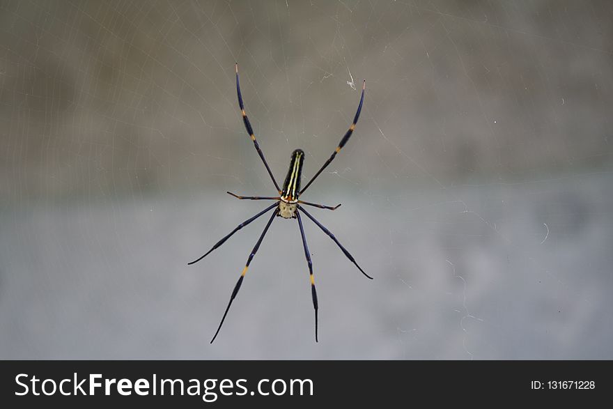 Spider, Arachnid, Invertebrate, Arthropod