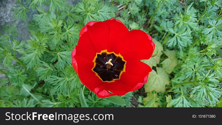 Flower, Poppy, Flowering Plant, Wildflower