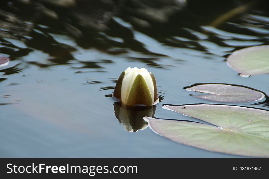 Water, Flora, Fauna, Reflection