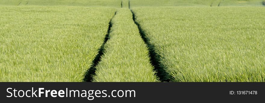 Field, Agriculture, Crop, Grass