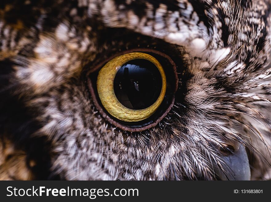 Photograph of an owl`s eye in high resolution. Eye of an animal in high quality, pupils in detail