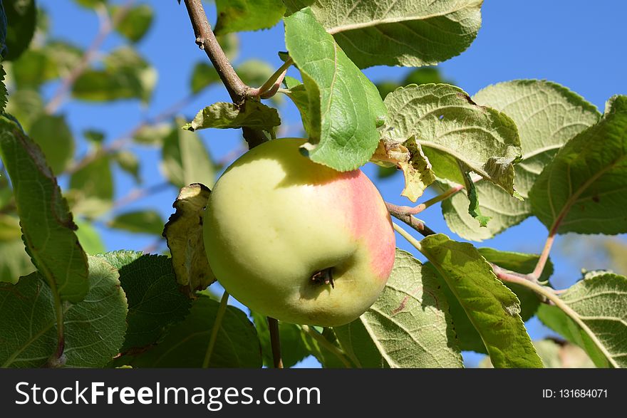 Fruit Tree, Fruit, Apple, Plant