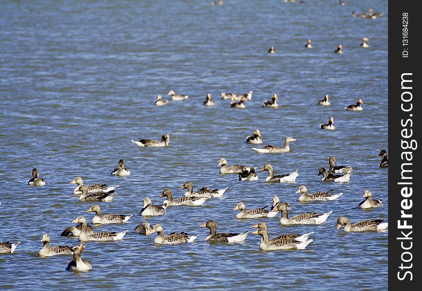 Bird, Water Bird, Fauna, Flock