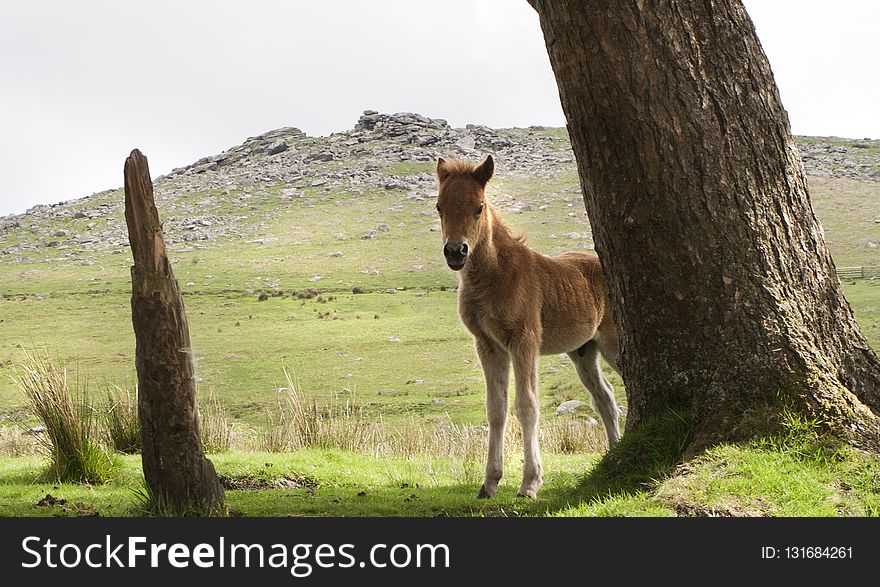 Wildlife, Fauna, Ecosystem, Grassland