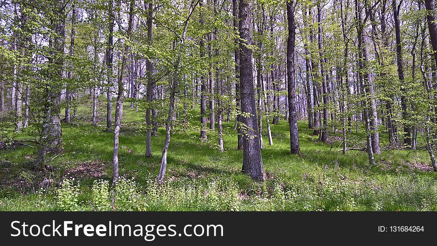 Woodland, Ecosystem, Nature Reserve, Grove
