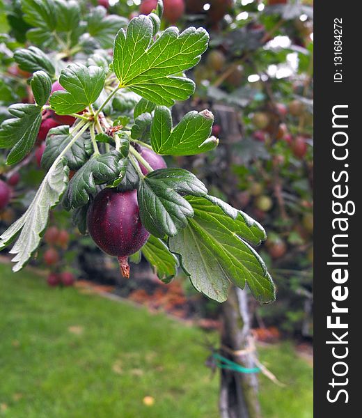 Plant, Fruit, Gooseberry, Berry