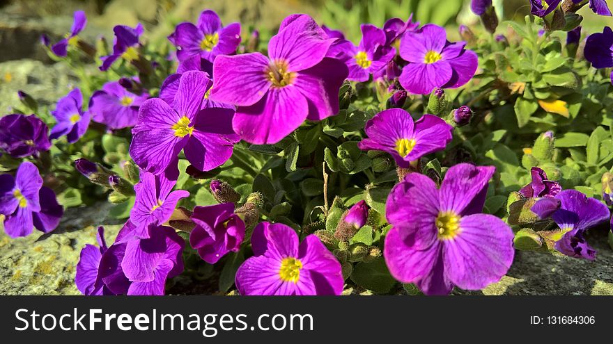 Flower, Violet, Purple, Plant