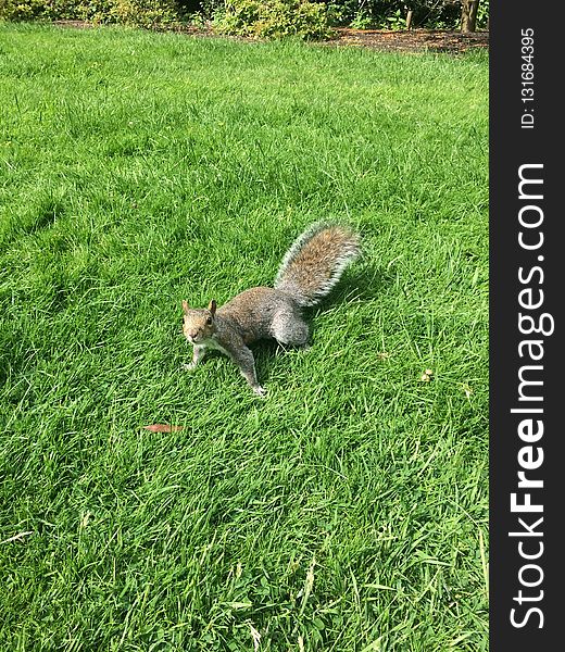 Squirrel, Fauna, Mammal, Grass