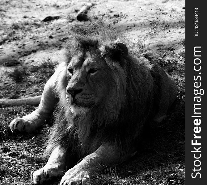 Wildlife, Black And White, Lion, Monochrome Photography