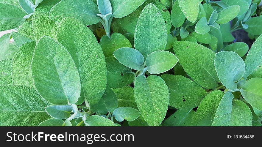 Plant, Leaf, Herb, Grass