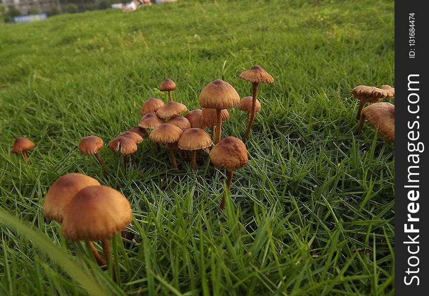 Mushroom, Fungus, Grass, Edible Mushroom