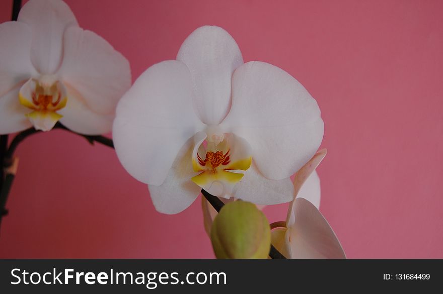 Flower, Flowering Plant, Pink, Plant