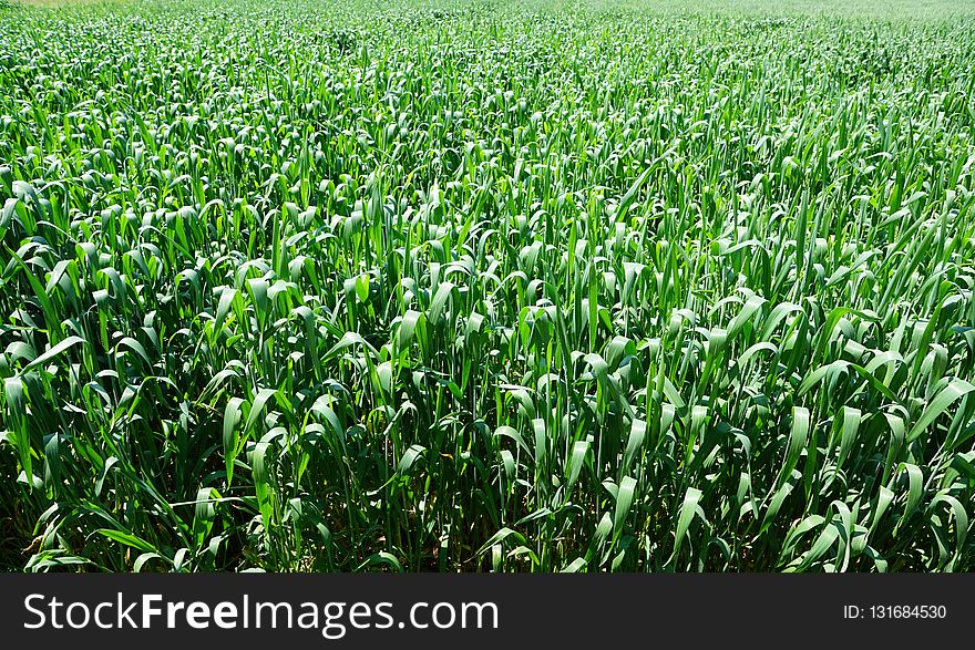Crop, Grass, Field, Agriculture