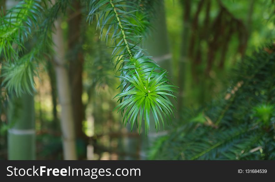 Vegetation, Ecosystem, Tree, Flora