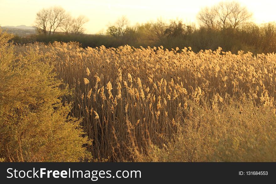 Ecosystem, Prairie, Field, Grass Family