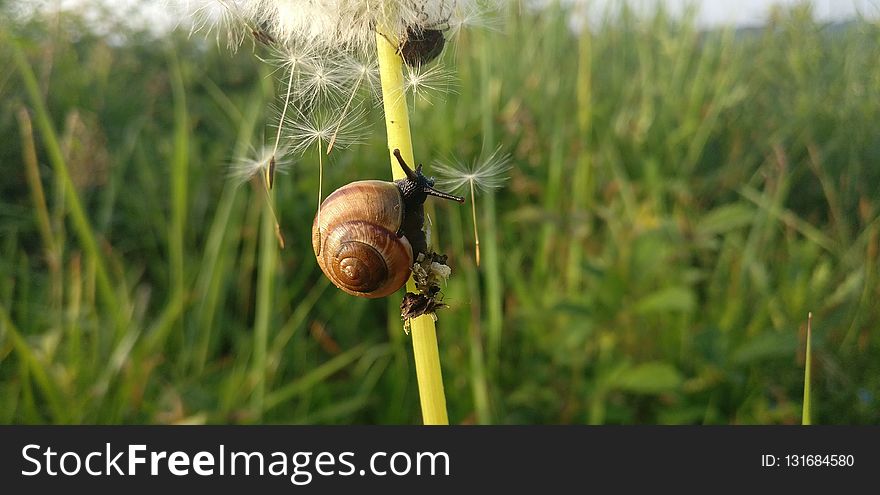 Snails And Slugs, Snail, Invertebrate, Grass