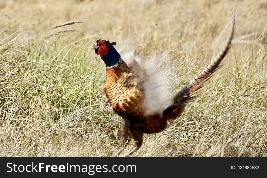 Pheasant, Galliformes, Bird, Fauna