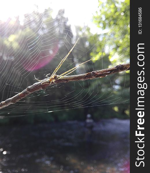 Water, Spider Web, Invertebrate, Tree