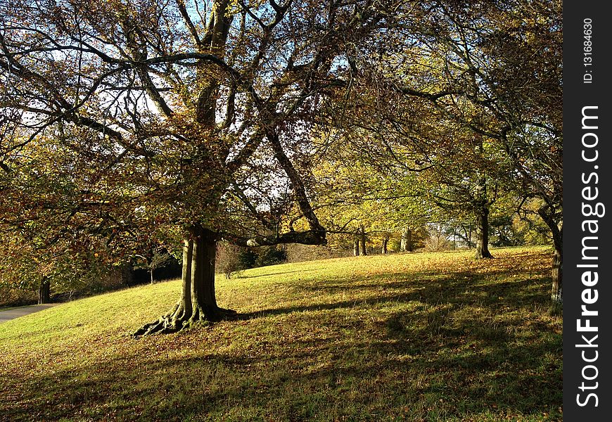 Tree, Nature, Leaf, Woodland