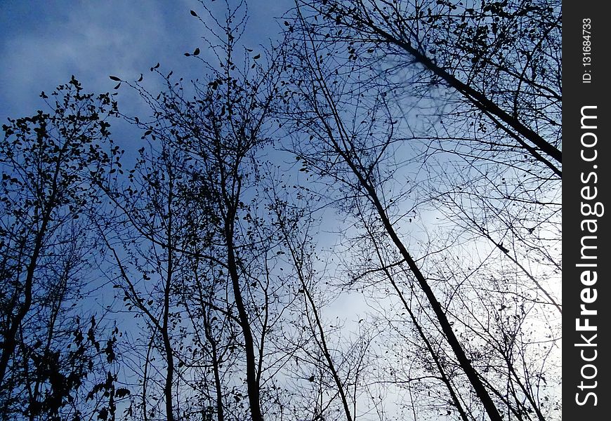 Sky, Tree, Branch, Nature