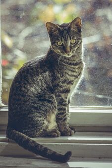 Tabby European Cat Sitting On The Wooden Window Sill Indoor Royalty Free Stock Image