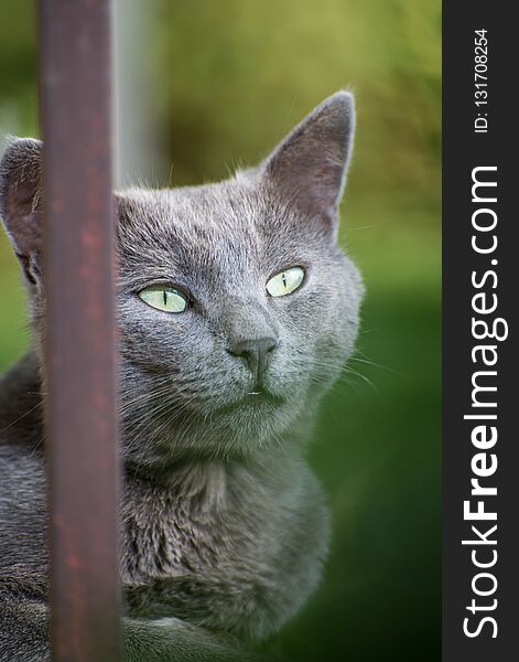 Russian Blue Cat with a blurred background